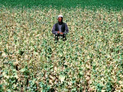 Emri:  200305opium_nangahar_afghanistan640-778663.jpg

Shikime: 415

Madhsia:  63.0 KB