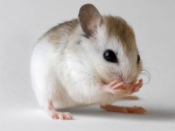 Emri:  news-mouse-tears_22908_600x450.jpg

Shikime: 119

Madhsia:  24.1 KB