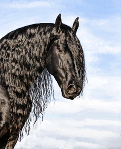 Emri:  friesian-horse.jpg

Shikime: 367

Madhsia:  39.4 KB