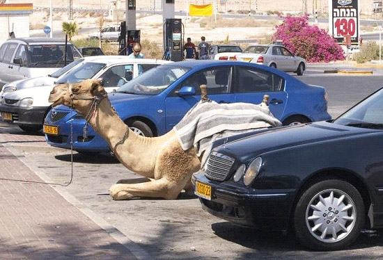 Emri:  kamel-parkplatz.jpg

Shikime: 249

Madhsia:  86.5 KB
