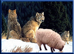 Emri:  3wolves1sheep.jpg

Shikime: 1536

Madhsia:  66.3 KB