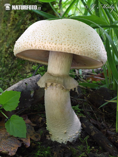 Emri:  weissflockiger-blut-champignon-xxx1228.jpg

Shikime: 320

Madhsia:  99.9 KB