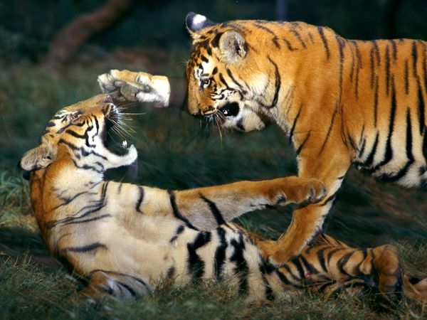 Emri:  bengal-tiger-playing_461_600x450.jpg

Shikime: 246

Madhsia:  56.0 KB