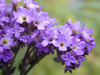 Emri:  valeriana.jpg

Shikime: 10983

Madhsia:  45.9 KB