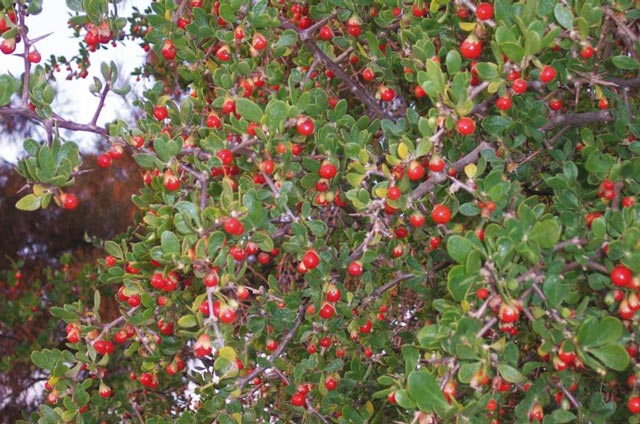 Emri:  african-boxthorn-fruit-web.jpg

Shikime: 2643

Madhsia:  83.6 KB