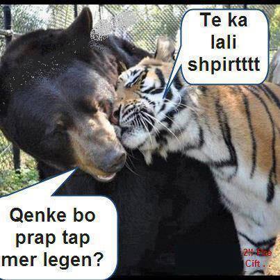 Emri:  1069187_10151472312151339_1426330366_n.jpg

Shikime: 17153

Madhsia:  33.0 KB