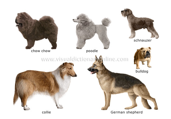Emri:  dog-breeds_1.jpg

Shikime: 2149

Madhsia:  79.0 KB
