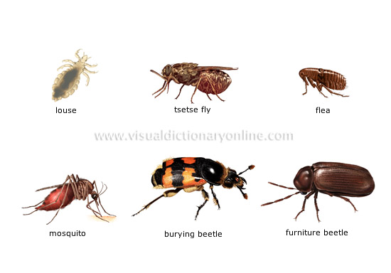 Emri:  examples-insects_5.jpg

Shikime: 614

Madhsia:  69.6 KB