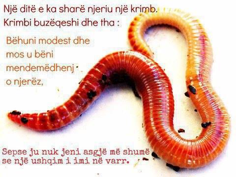 Emri:  1452162_669666179721649_1834499779_n.jpg

Shikime: 84398

Madhsia:  31.8 KB