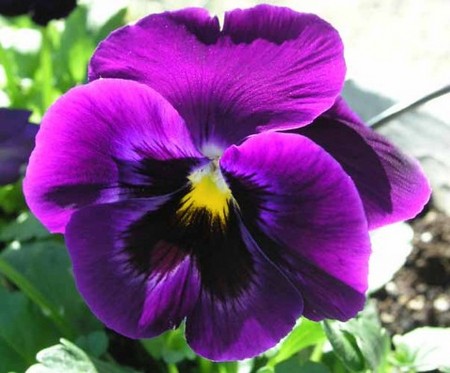 Emri:  violette-malattie.jpg

Shikime: 1959

Madhsia:  44.6 KB