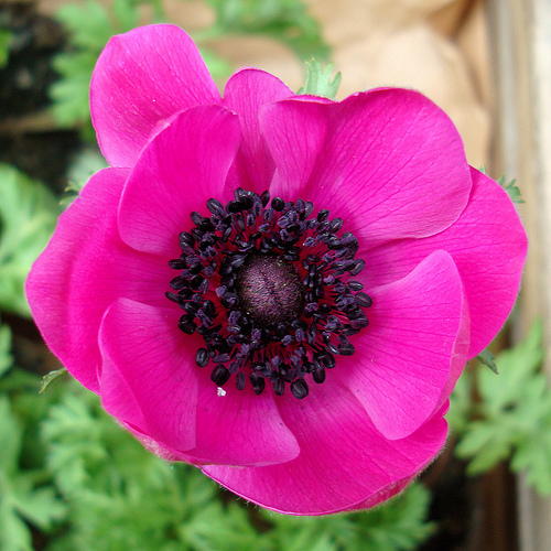 Emri:  anemone3.jpg

Shikime: 1723

Madhsia:  178.7 KB