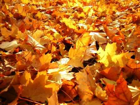 Emri:  love-lonely-autumn-leaves-31000.jpg

Shikime: 3839

Madhsia:  36.6 KB