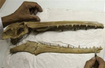 Emri:  fossil.jpg

Shikime: 183

Madhsia:  13.7 KB