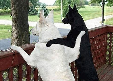 Emri:  Black-Dog-White-Dog.jpg

Shikime: 761

Madhsia:  45.0 KB