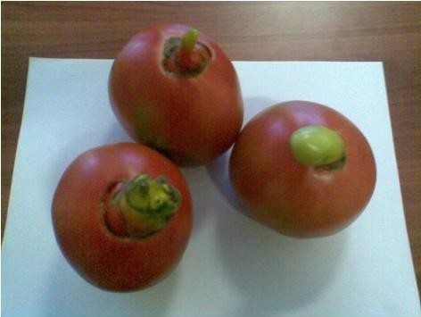Emri:  fruta-te-deformuar.jpg

Shikime: 1118

Madhsia:  34.9 KB