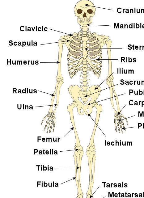 Emri:  skeleton.jpg

Shikime: 8709

Madhsia:  90.4 KB