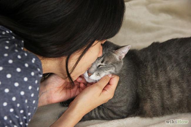 Emri:  670px-Kiss-a-Cat-Step-4.jpg

Shikime: 239

Madhsia:  35.3 KB