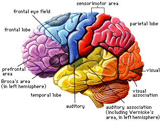 Emri:  brain.gif

Shikime: 324

Madhsia:  30.7 KB