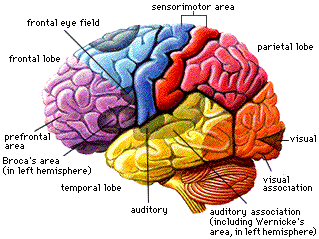 Emri:  brain.gif

Shikime: 213

Madhsia:  30.7 KB