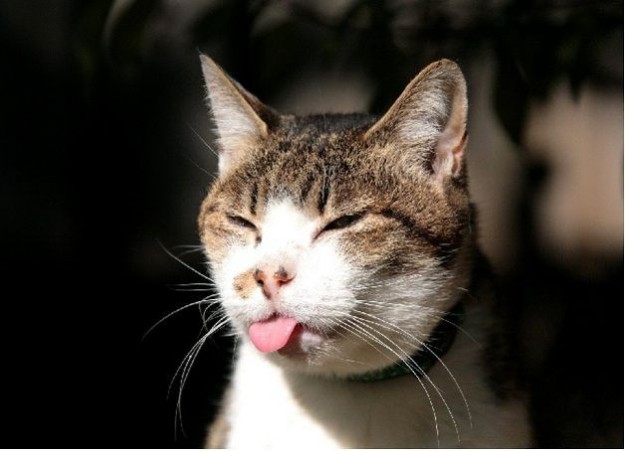 Emri:  foto-di-un-gatto-che-fa-la-linguaccia.jpg

Shikime: 222

Madhsia:  49.9 KB