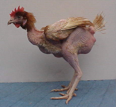 Emri:  gallina_destruida.jpg

Shikime: 552

Madhsia:  19.9 KB