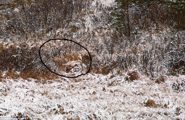 Emri:  Camo-Animals-by-Art-Wolfe-22-634x412.jpg

Shikime: 537

Madhsia:  194.3 KB