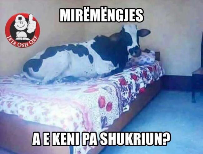 Emri:  13aad5a1-213c-4401-8a3a-9489ca1cf291.jpg

Shikime: 466

Madhsia:  41.7 KB
