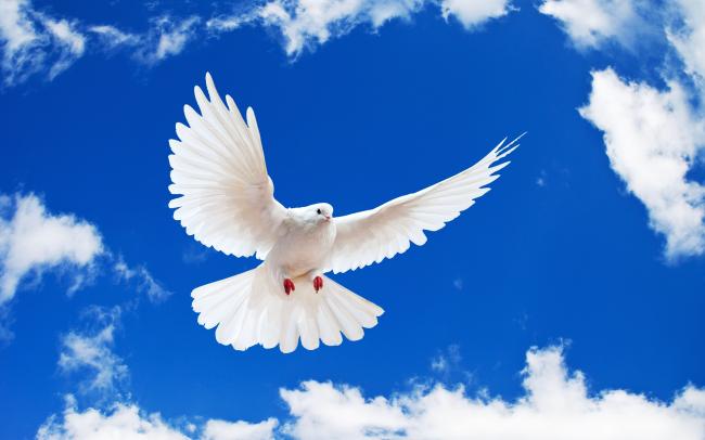 Emri:  white-dove-holy-spirit-wallpaper-1.jpg

Shikime: 63

Madhsia:  28.7 KB