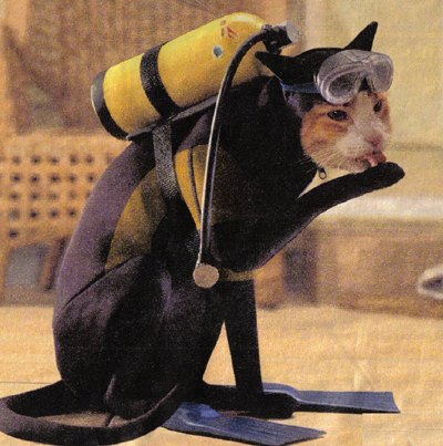 Emri:  scuba-diving-cat.jpg

Shikime: 2932

Madhsia:  41.3 KB