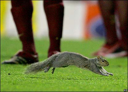 Emri:  _41604012_squirrel_ap.jpg

Shikime: 308

Madhsia:  22.1 KB