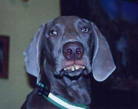 Emri:  339973dog%20from%20missouri.jpg

Shikime: 2124

Madhsia:  23.9 KB