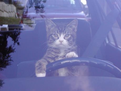 Emri:  cat.jpg

Shikime: 2124

Madhsia:  21.0 KB