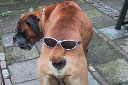 Emri:  dog_face.jpg

Shikime: 2589

Madhsia:  40.2 KB