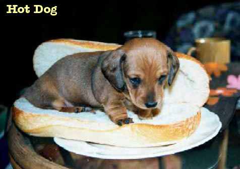 Emri:  hotdog.jpg

Shikime: 2152

Madhsia:  15.0 KB