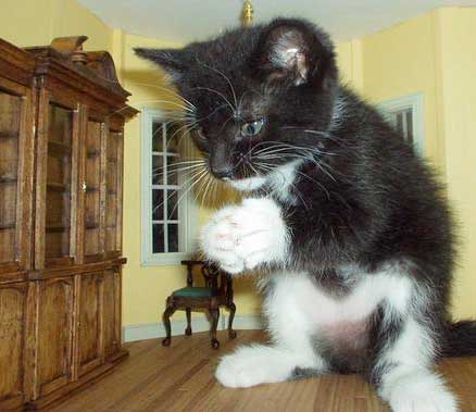 Emri:  Kitten%20House.jpg

Shikime: 2112

Madhsia:  21.7 KB