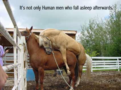 Emri:  sleepyhorse.jpg

Shikime: 769

Madhsia:  21.4 KB