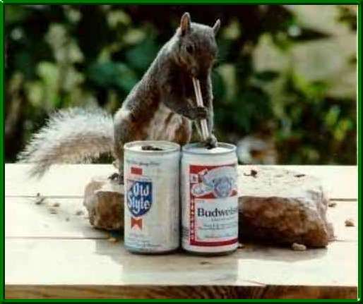 Emri:  squirrel.jpg

Shikime: 741

Madhsia:  24.8 KB