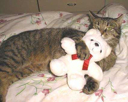 Emri:  teddy.jpg

Shikime: 737

Madhsia:  18.1 KB