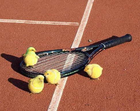 Emri:  tennis.jpg

Shikime: 748

Madhsia:  34.3 KB