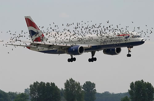 Emri:  Bird-Swarm.jpg

Shikime: 7832

Madhsia:  29.7 KB