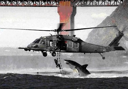 Emri:  Great-White-Coast-Guard.jpg

Shikime: 6436

Madhsia:  49.3 KB