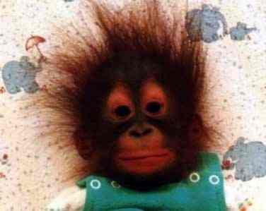Emri:  funny-monkey-12.jpg

Shikime: 2008

Madhsia:  9.1 KB