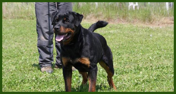 Emri:  come-addestrare-rottweiler.jpg

Shikime: 7284

Madhsia:  53.3 KB