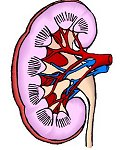 Emri:  arttoday_kidney_1oct01_eng_150.jpg

Shikime: 4091

Madhsia:  8.5 KB