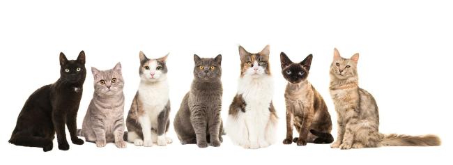 Emri:  Alimentation-cats.jpg

Shikime: 1

Madhsia:  17.8 KB